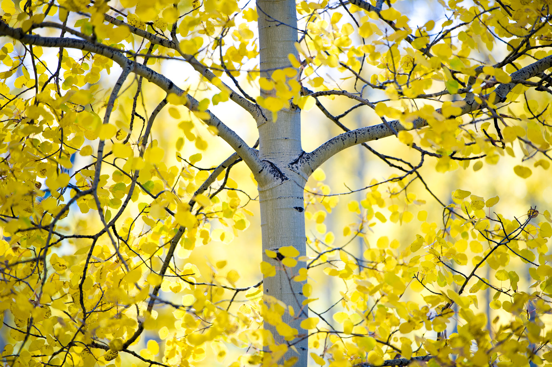 colorado_fall_color_16