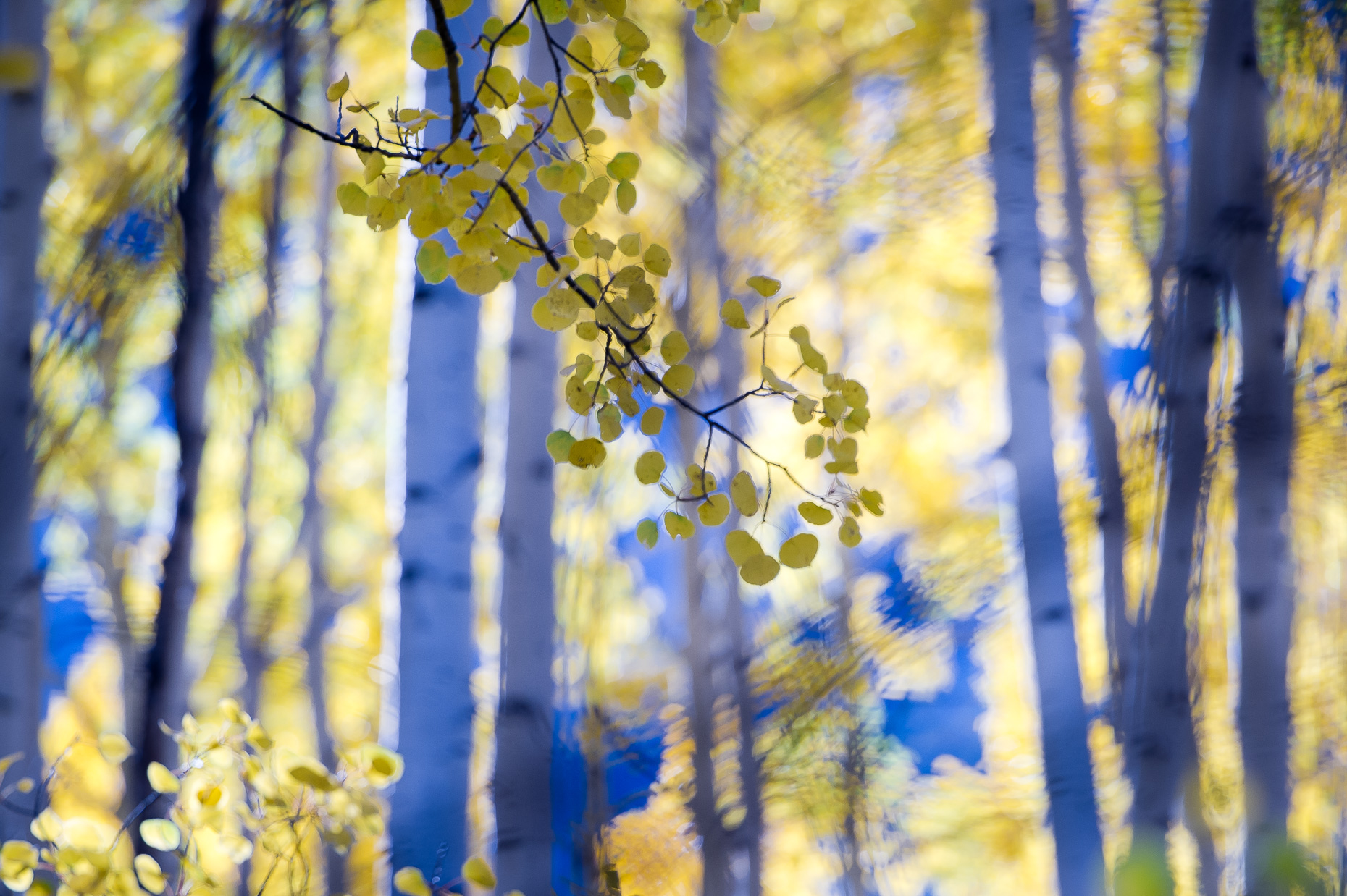 colorado_fall_color_17