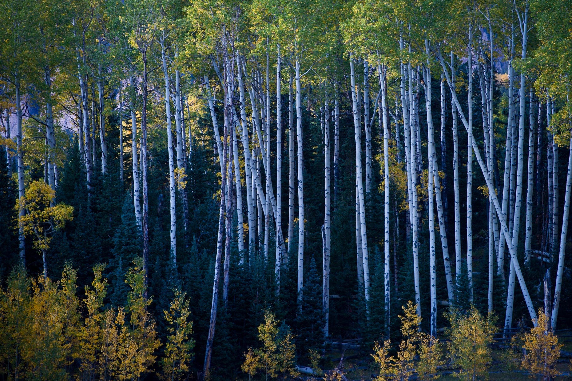 colorado_fall_color_21