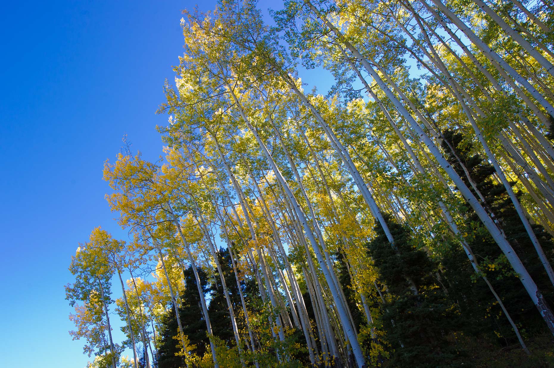 colorado_fall_color_23
