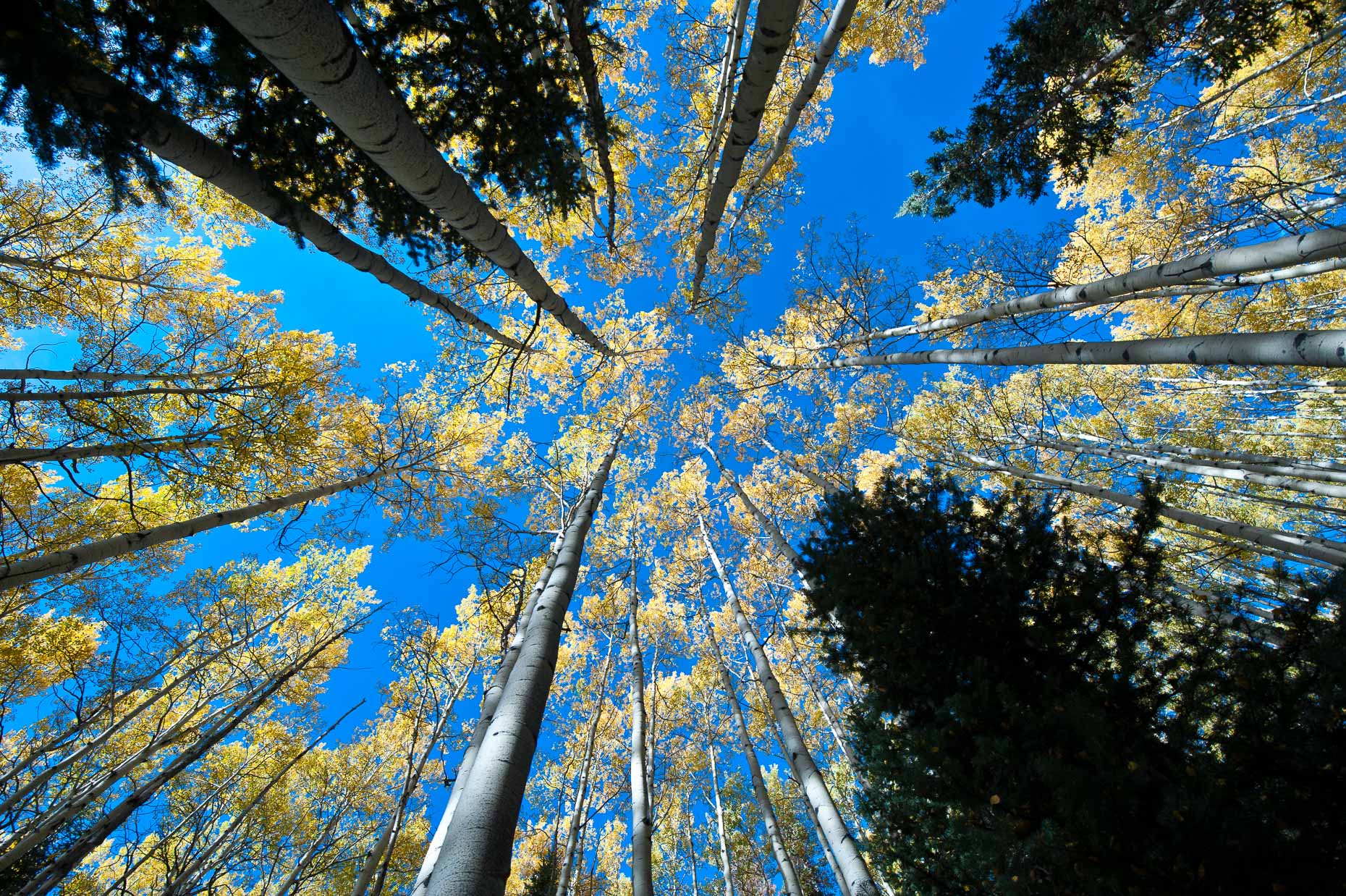 colorado_fall_color_6